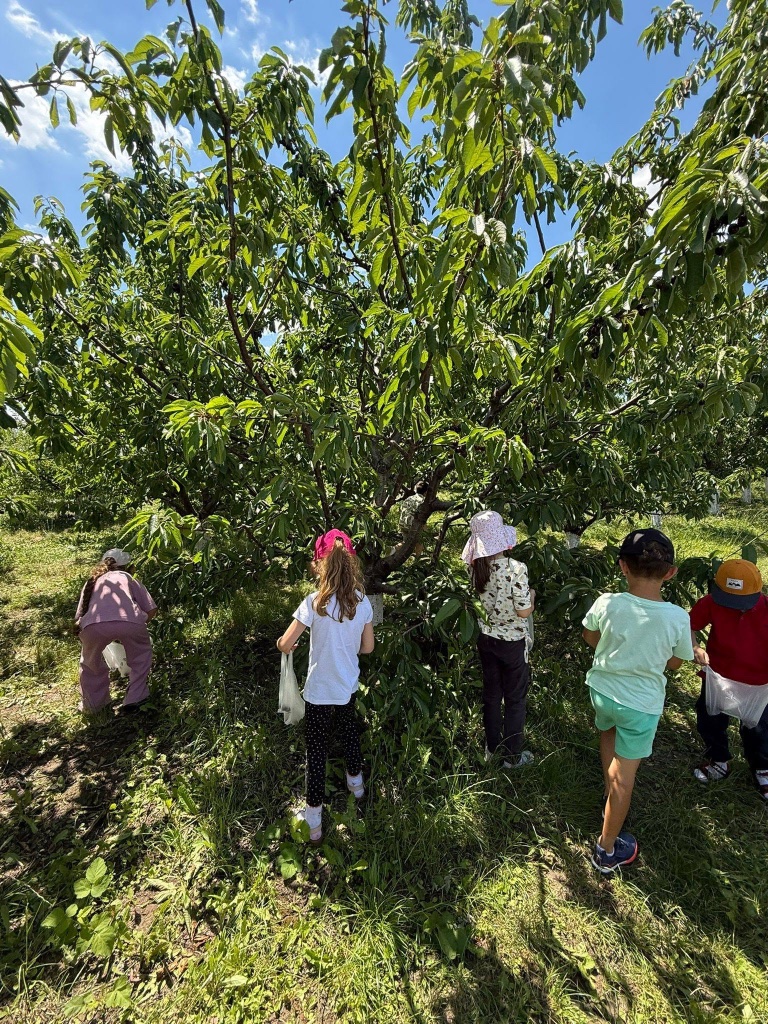 Copii sub cireș culegând fructe