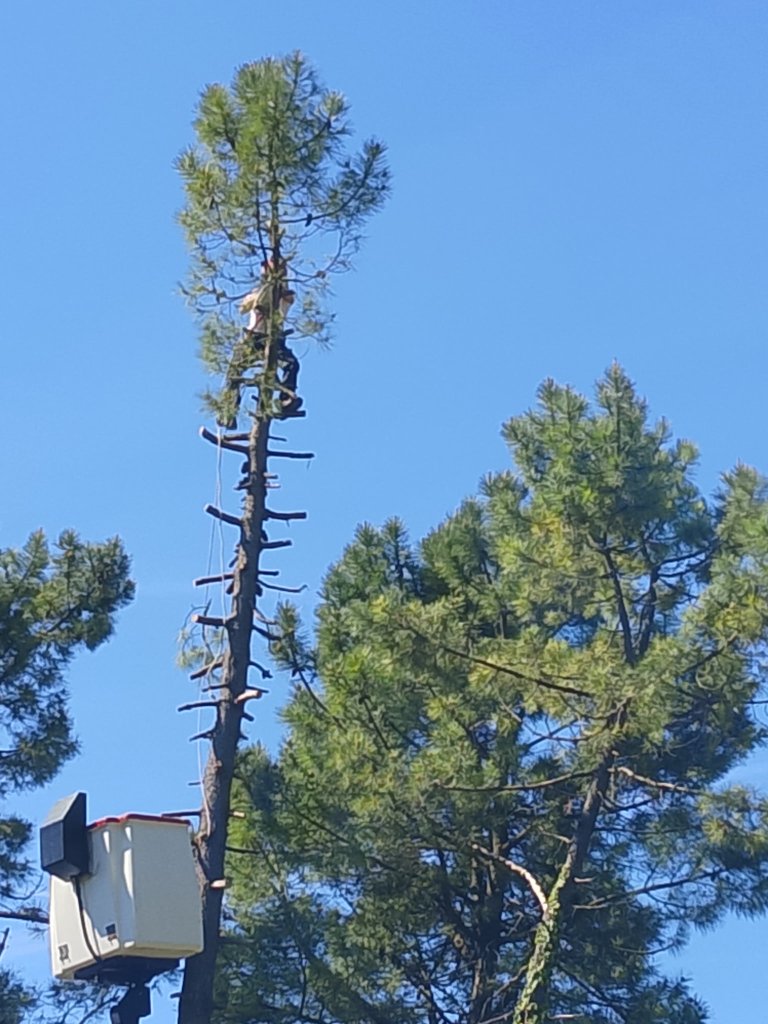 Élagage de pin vue 2 – démontage en hauteur