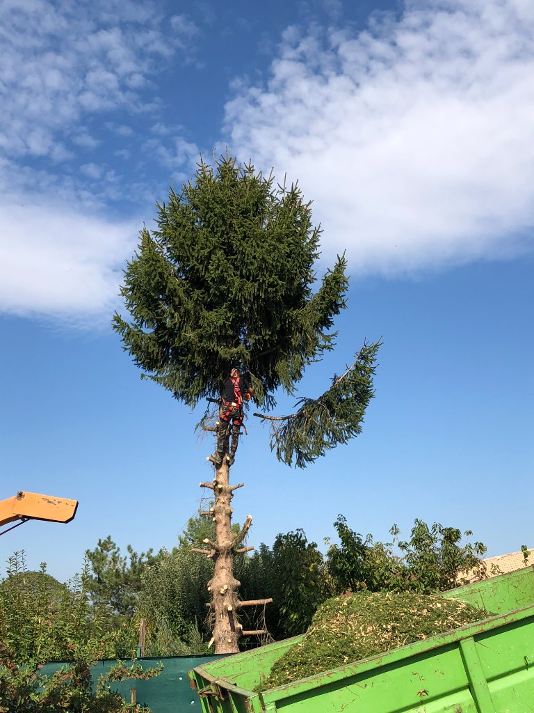 Élagueur en hauteur sur arbre – démontage avec rétention