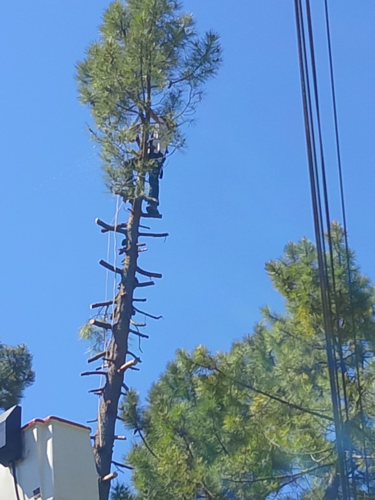 Élagage de grand pin avec nacelle sur route