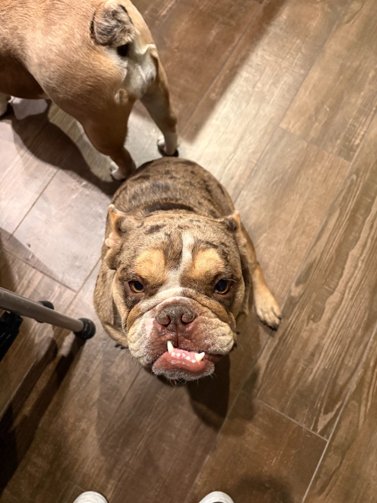 Drax, our mascot