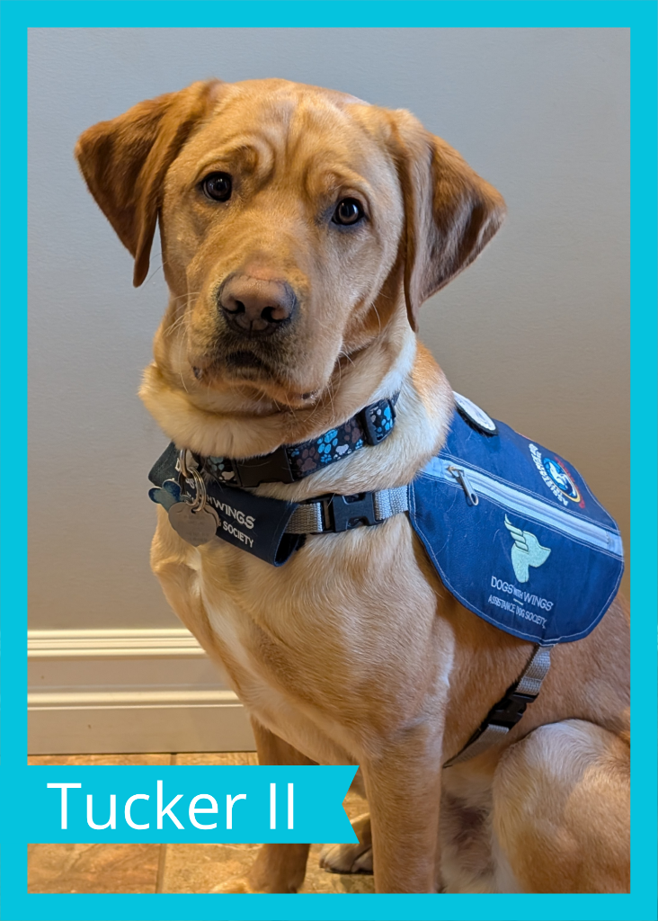 Tucker II — Dogs With Wings assistance dog in training