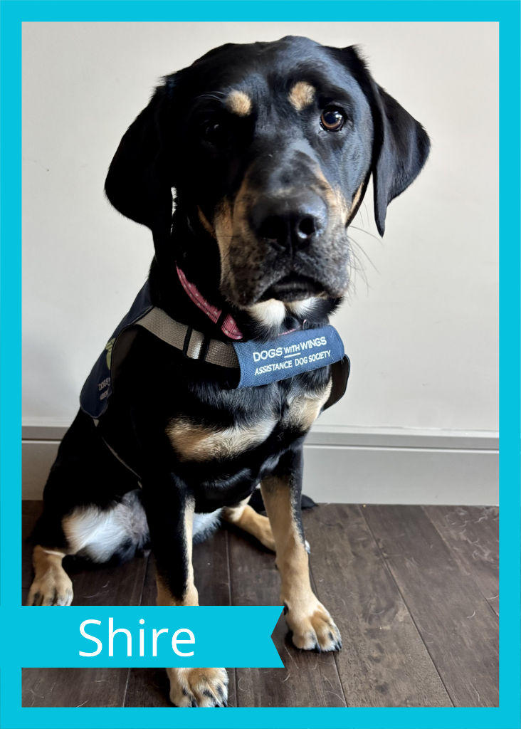 Shire — Dogs With Wings assistance dog in training