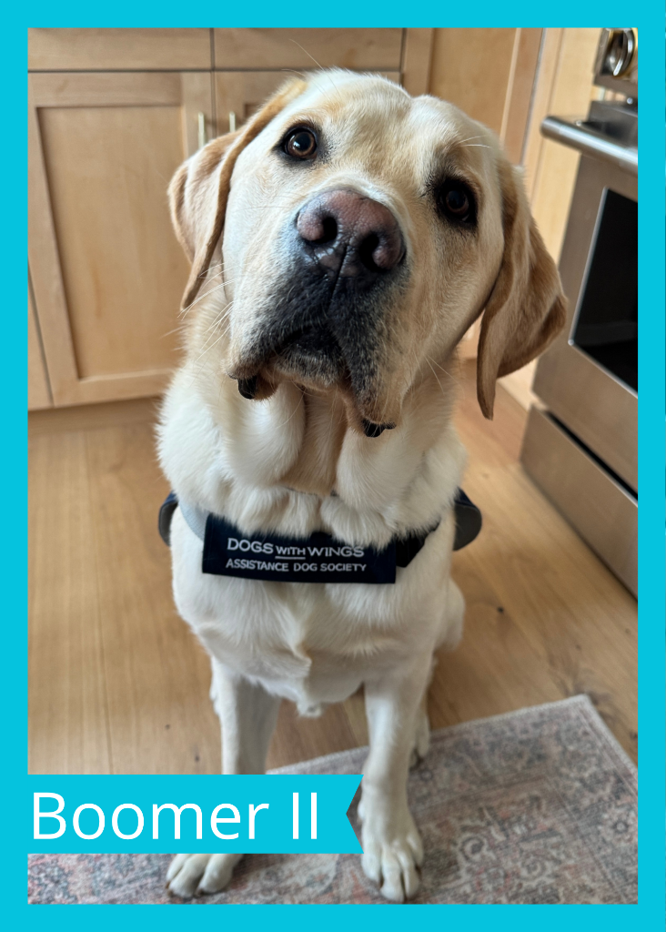 Boomer II — Dogs With Wings assistance dog in training