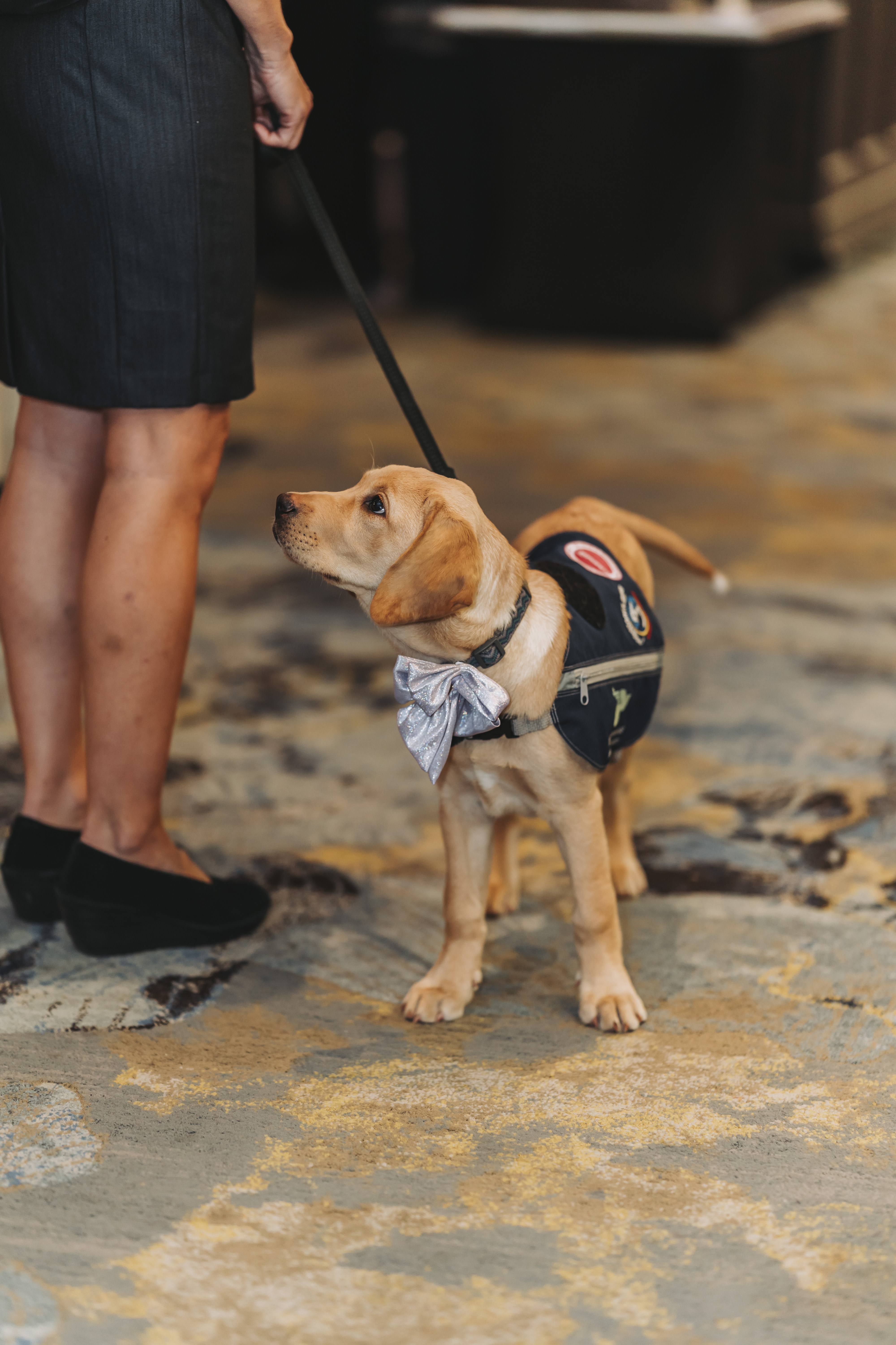 A yellow Labrador puppy in a service vest and shimmering bow tie