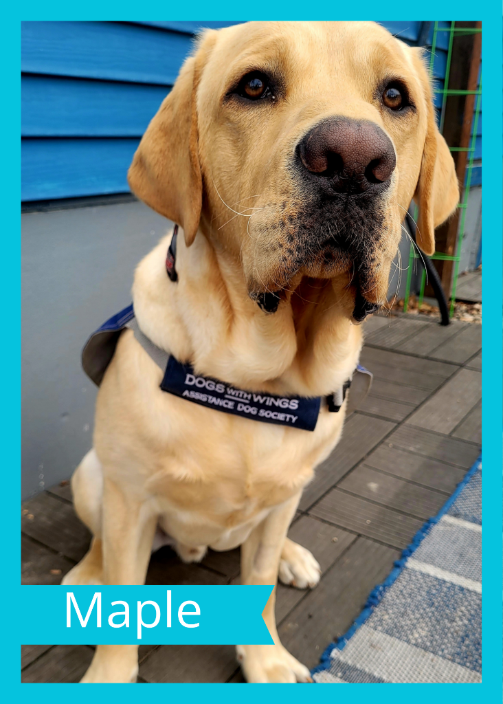 Maple — Dogs With Wings assistance dog in training