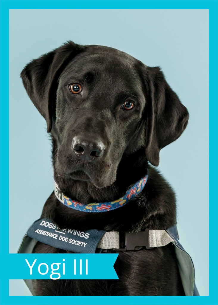 Yogi III — Dogs With Wings assistance dog in training