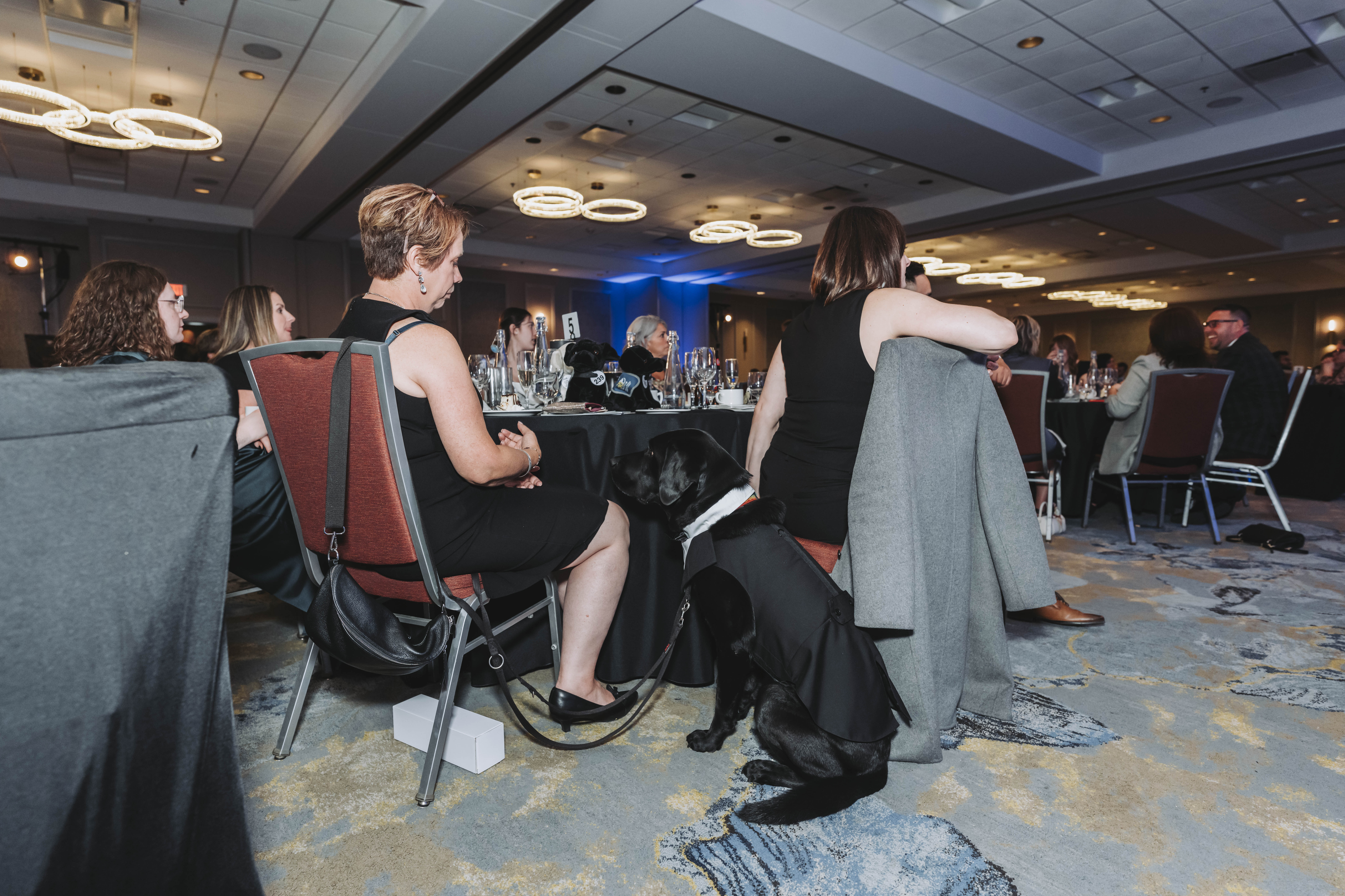 A black dog in a tuxedo vest resting at table five