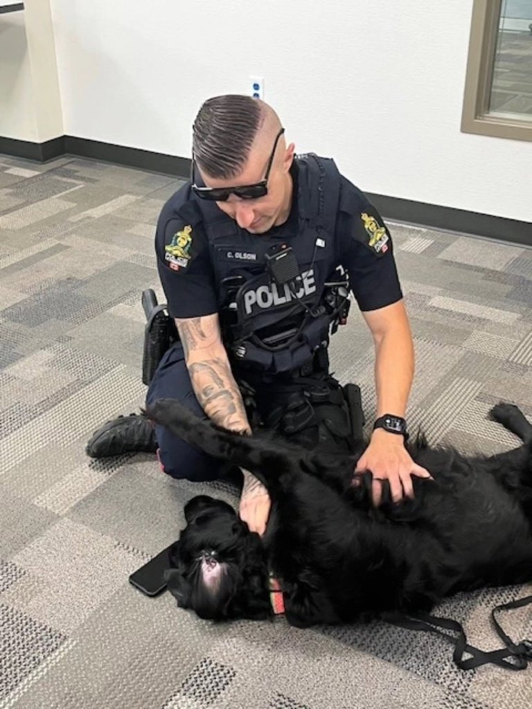 A Lethbridge Police Service officer giving DWW Kourt a belly rub on the floor of the police station