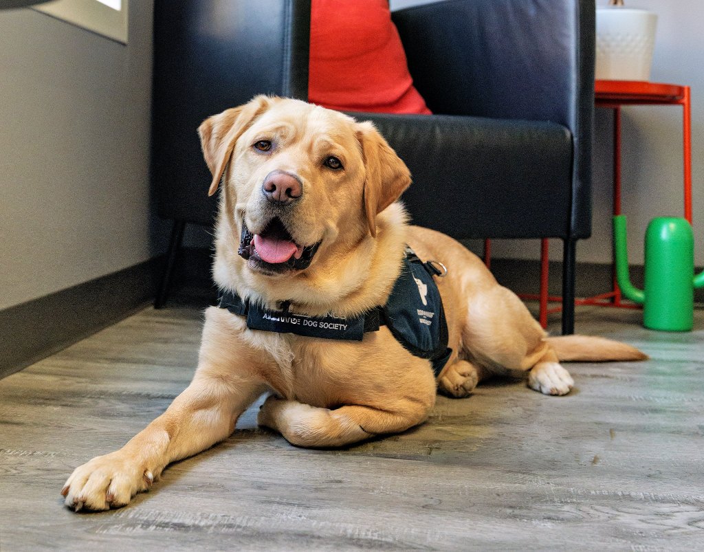 A yellow Labrador wearing a Dogs With Wings assistance dog vest lies calmly on a floor, smiling at the camera