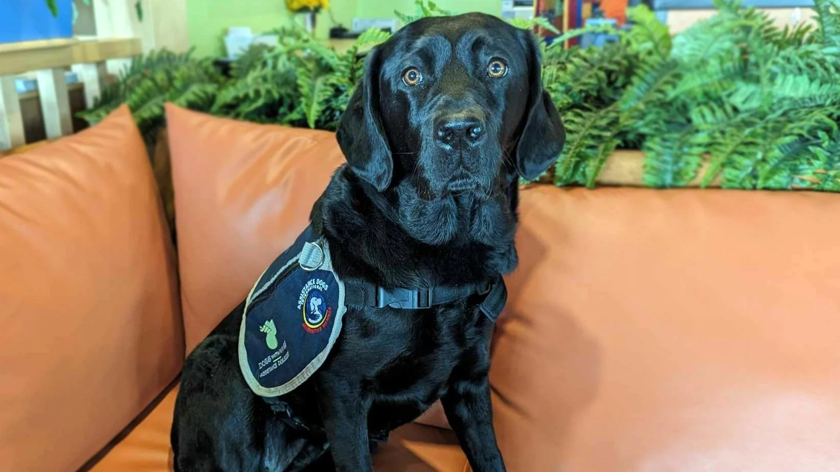 DWW Zoom, a black Labrador facility service dog wearing a Dogs With Wings vest, sits attentively on an orange couch surrounded by greenery