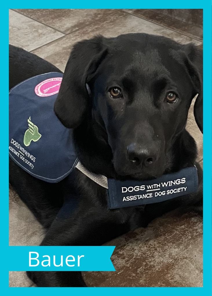 Bauer — Dogs With Wings assistance dog in training