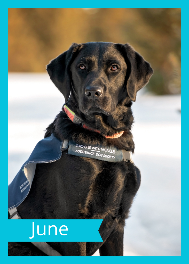 June — Dogs With Wings assistance dog in training