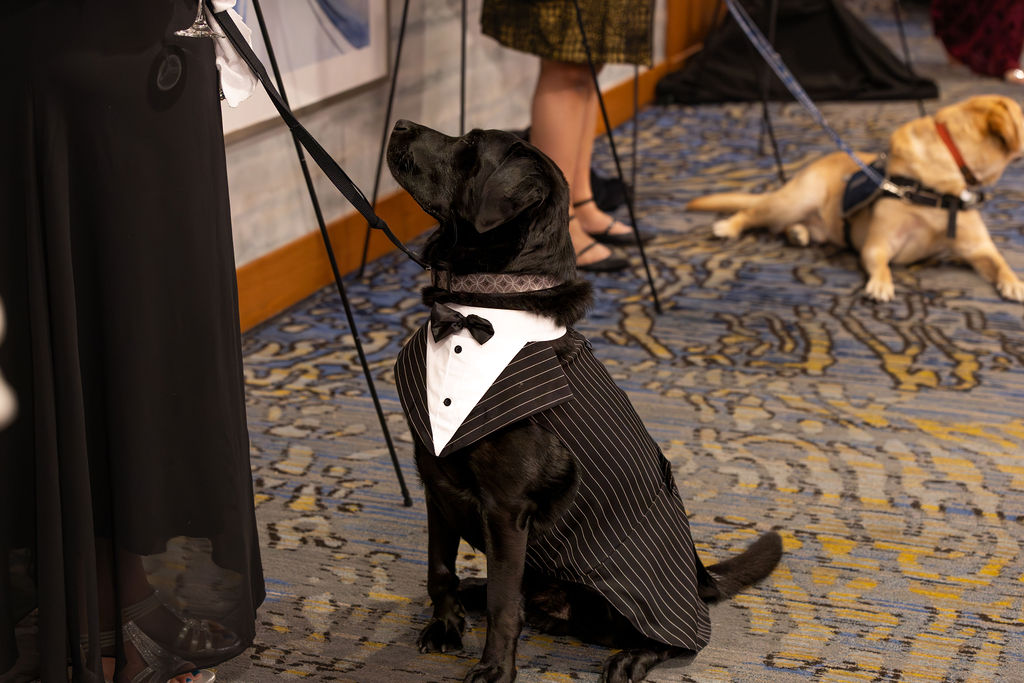 Gala 2025 black Lab in tuxedo vest