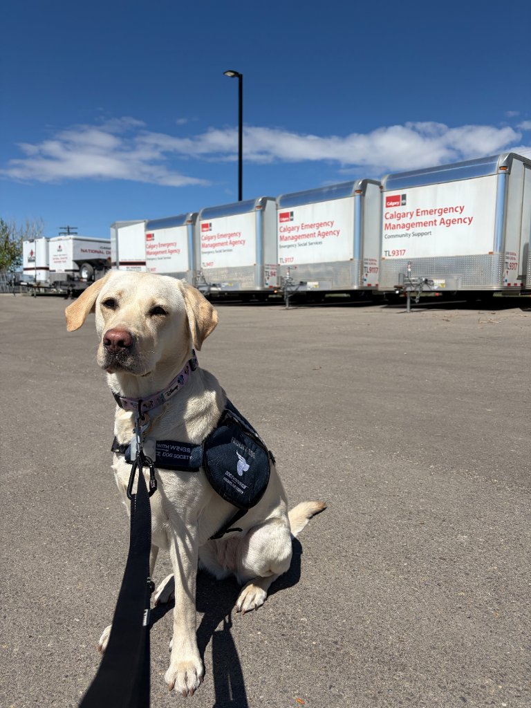 DWW Minnie, a yellow Labrador Accredited Facility Dog wearing a Dogs With Wings vest, sitting in front of Calgary Emergency Management Agency trailers