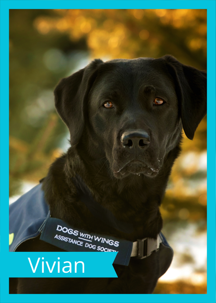 Vivian — Dogs With Wings assistance dog in training