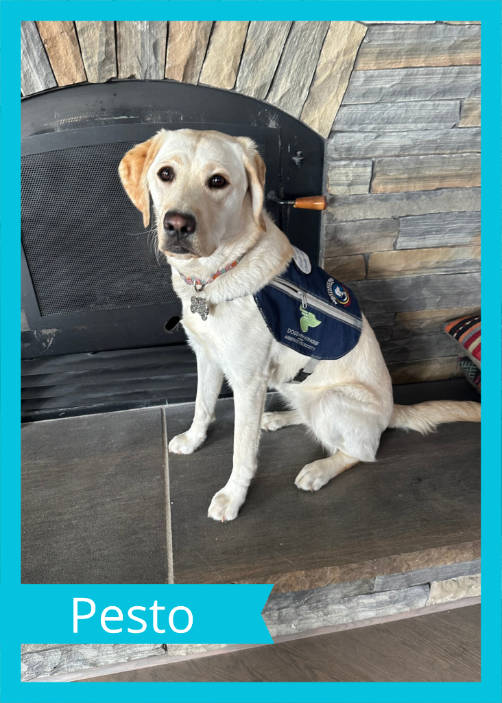 Pesto — Dogs With Wings assistance dog in training
