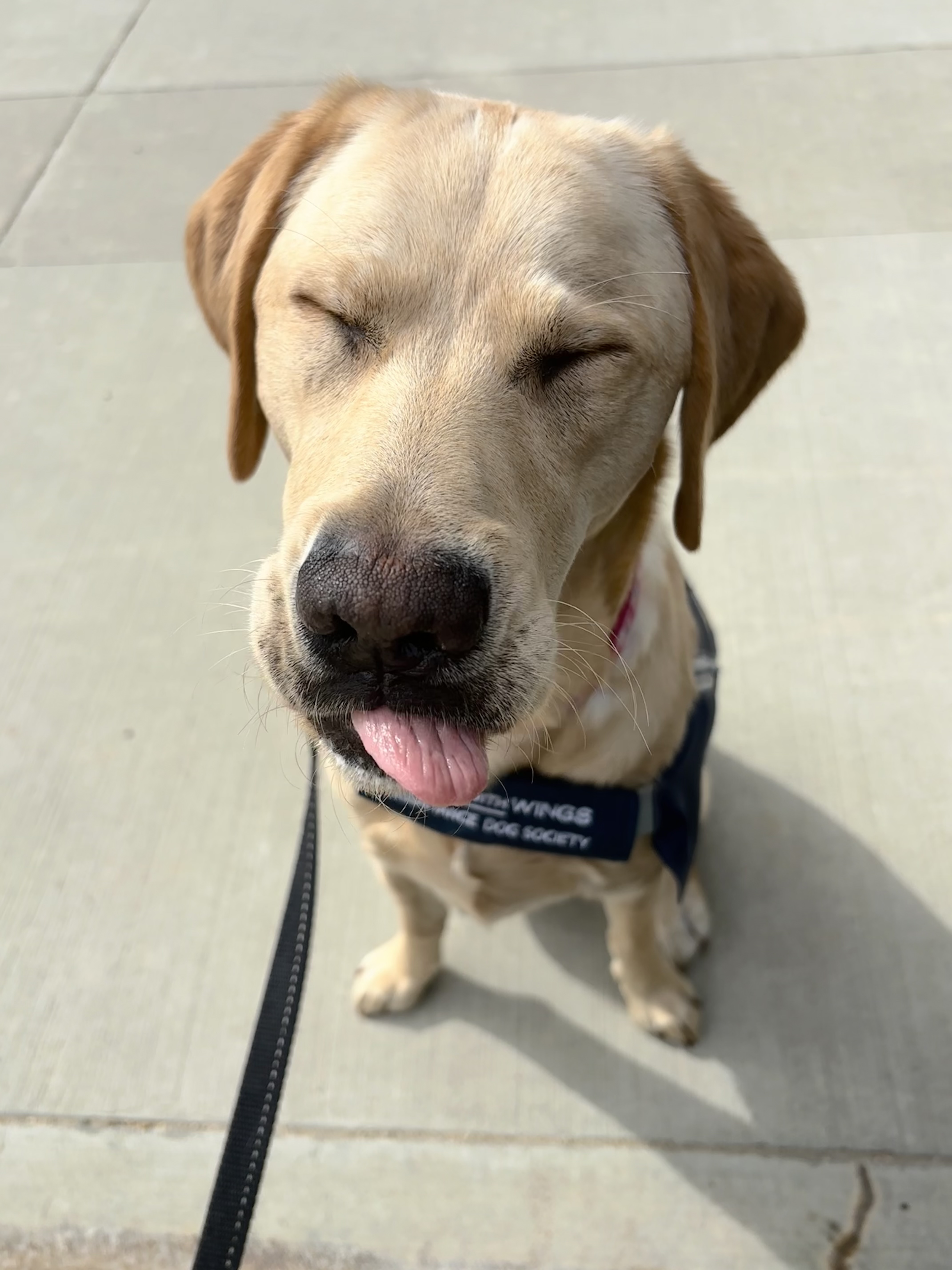 Orzo, a yellow Labrador Retriever x Golden Retriever mix sitting on concrete with her tongue out