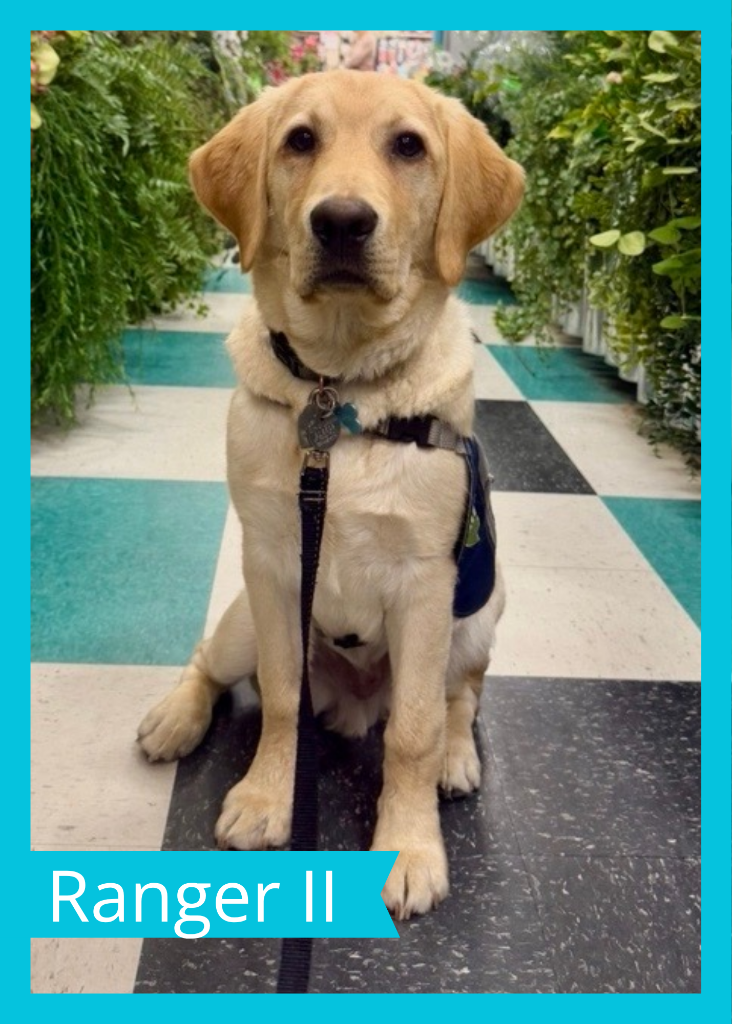 Ranger II — Dogs With Wings assistance dog in training