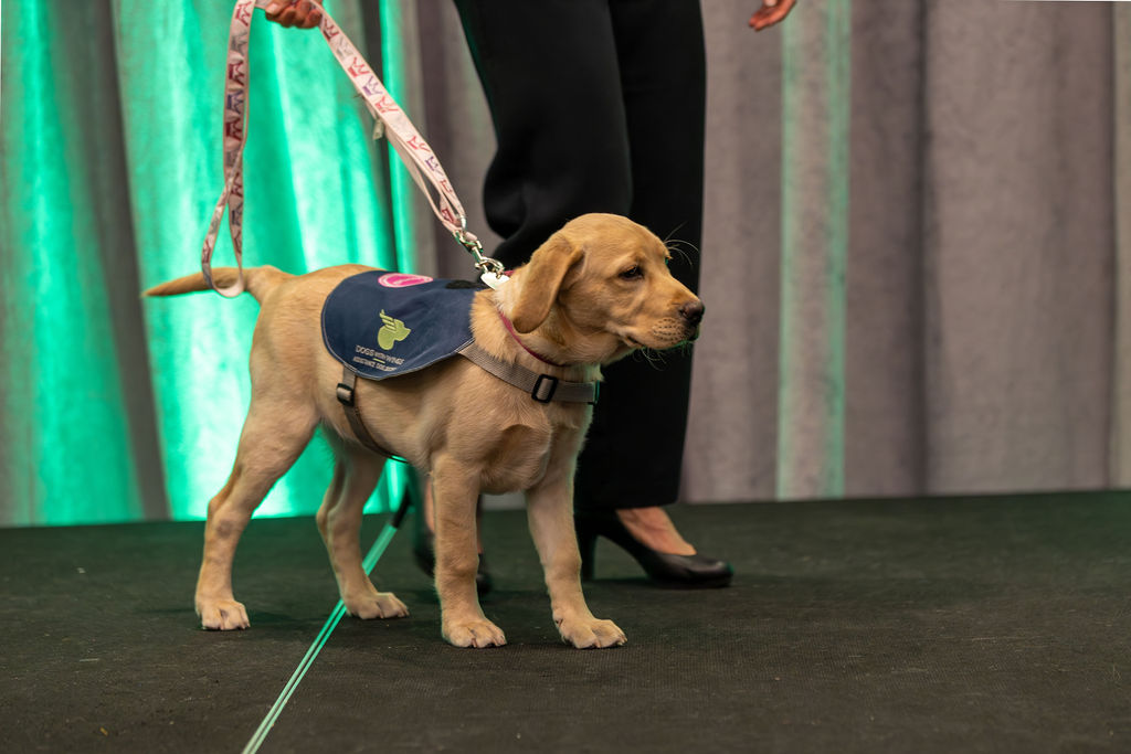Gala 2025 puppy in DWW vest on stage