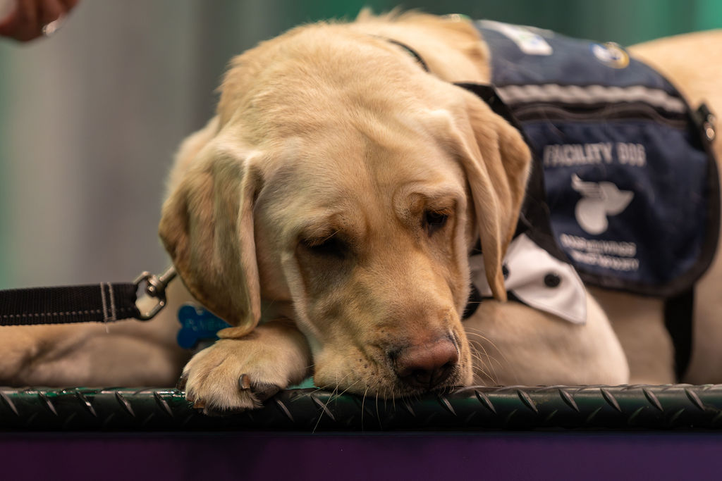 Gala 2025 yellow Lab resting its head during program