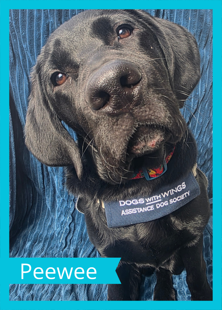 Peewee — Dogs With Wings assistance dog in training