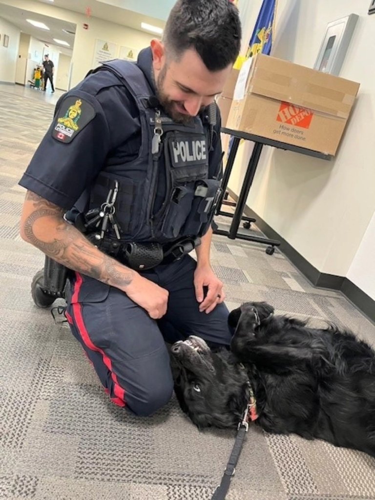 A Lethbridge Police Service officer kneeling on the floor, smiling as DWW Kourt rolls over for pets
