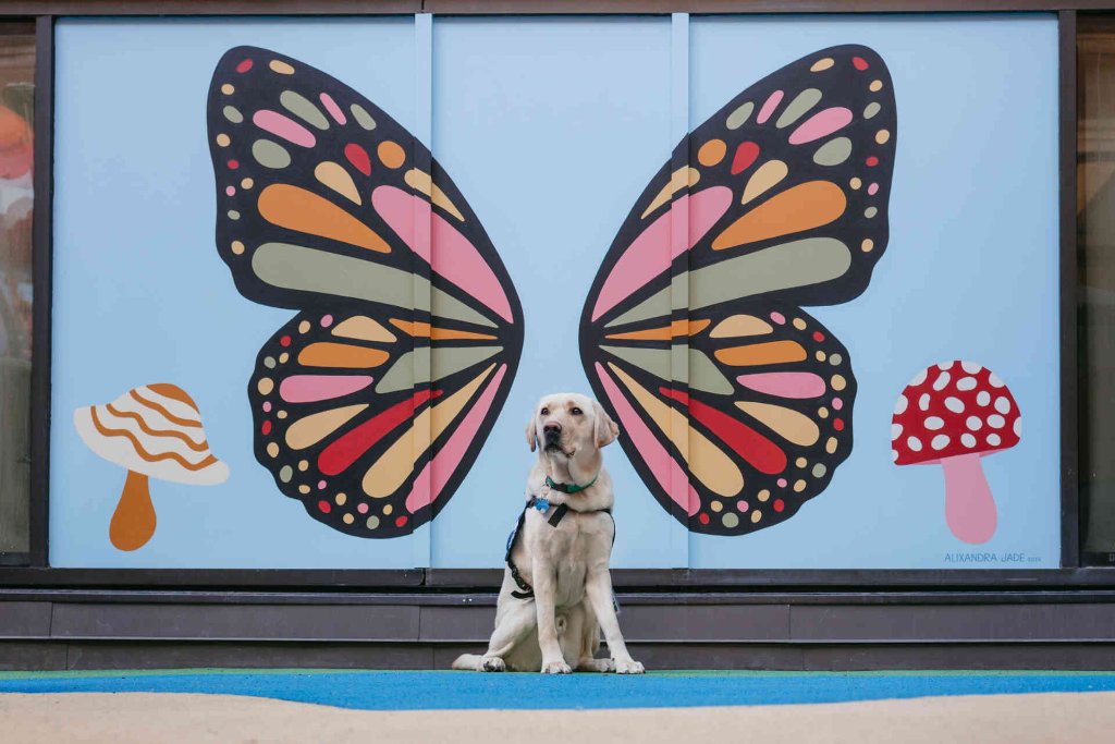 A yellow Labrador Retriever assistance dog sits calmly beside its handler at golden hour