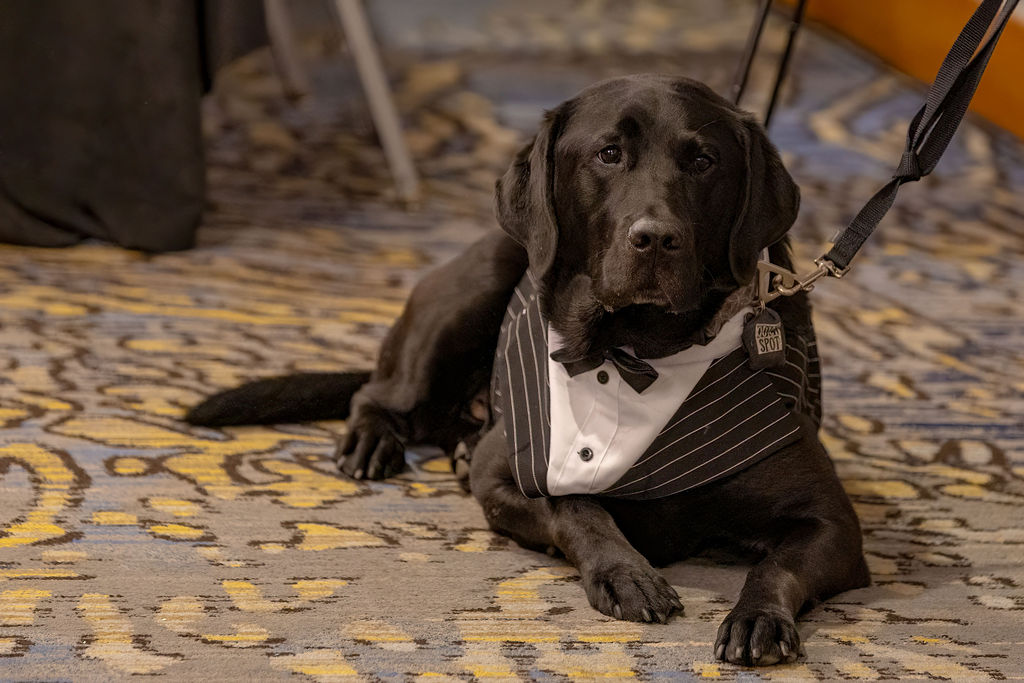 Gala 2025 black Lab service dog portrait