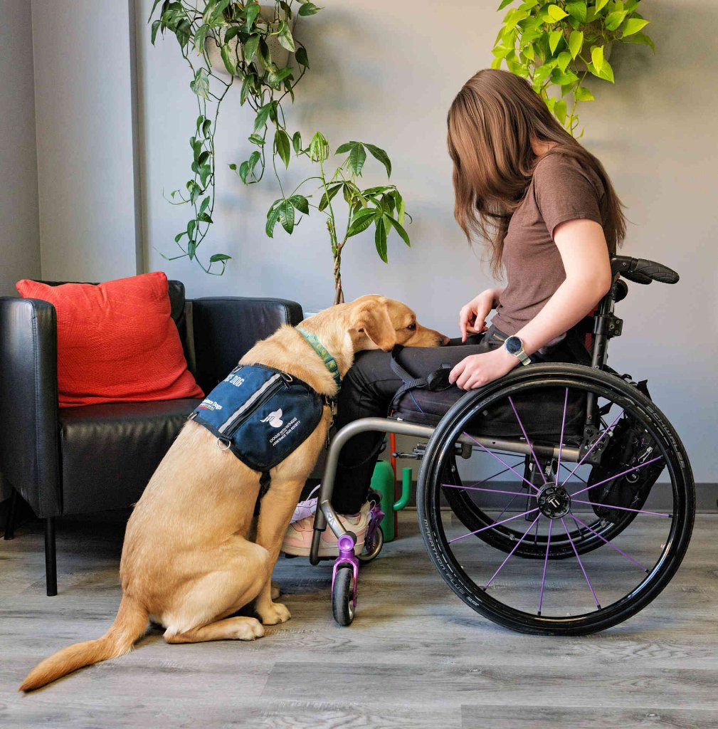 A tan mobility service dog wearing a navy assistance dog vest rests its head on the lap of a young person seated in a wheelchair