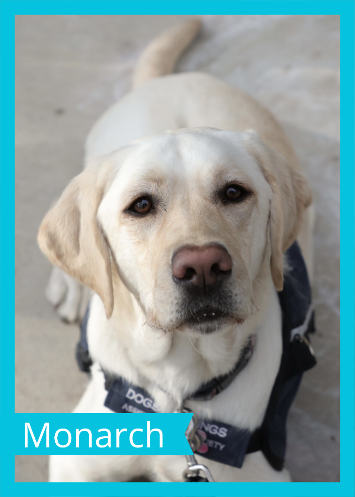 Monarch — Dogs With Wings assistance dog in training