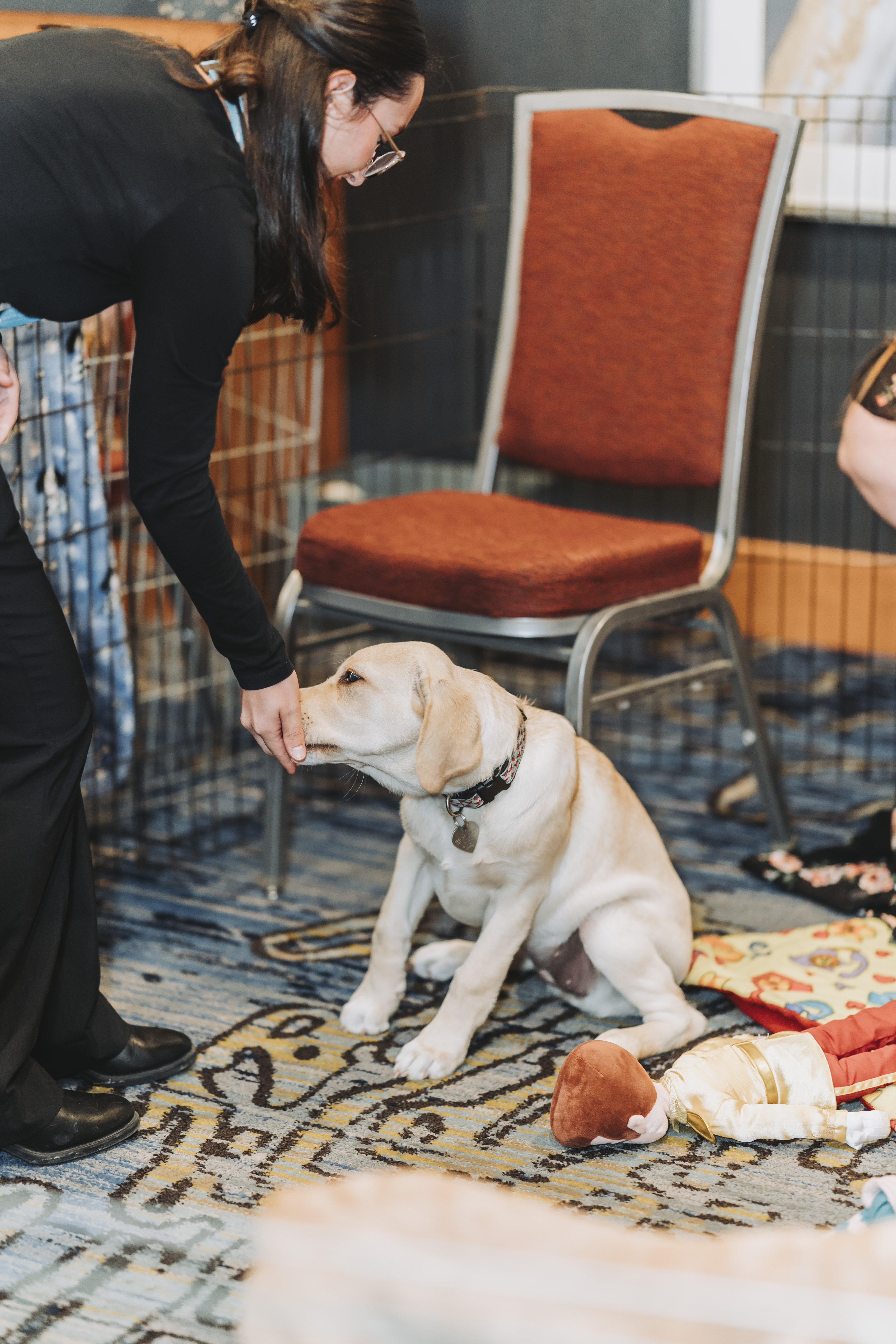 A yellow Labrador puppy looking up at a guest in the puppy playground