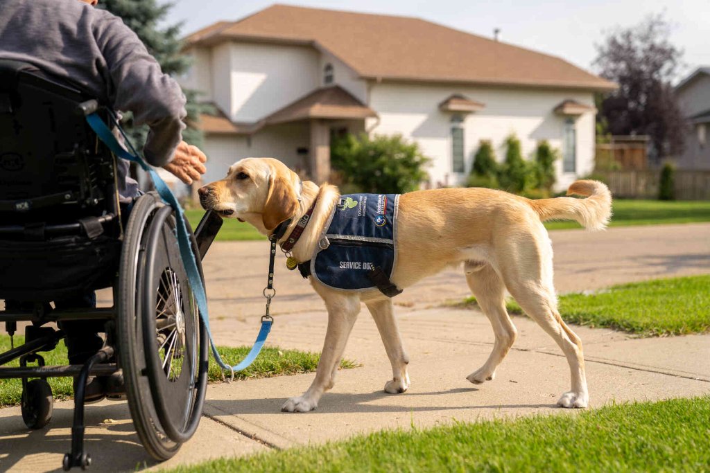A black Labrador service dog sits attentively beside a person in a wheelchair in a sunny park
