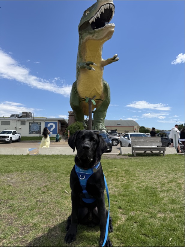 Peewee, a black dog wearing a blue harness, sitting in a grassy area in front of a large T-Rex sculpture
