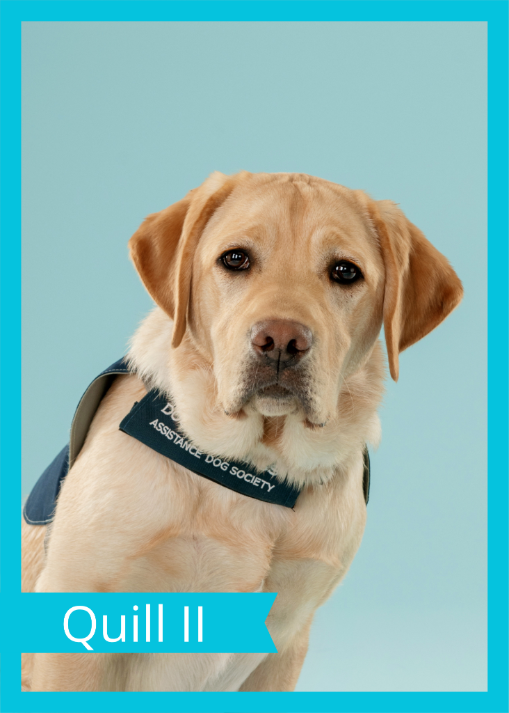 Quill II — Dogs With Wings assistance dog in training