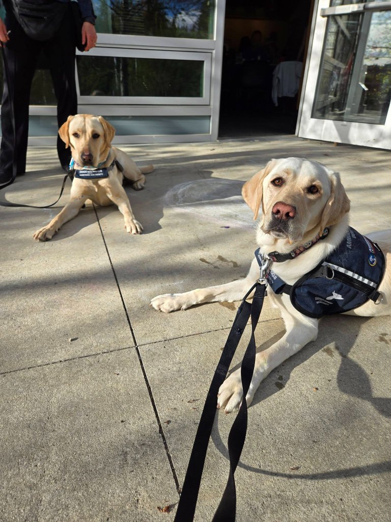 Two Dogs With Wings service dogs in vests lying outside an event entrance