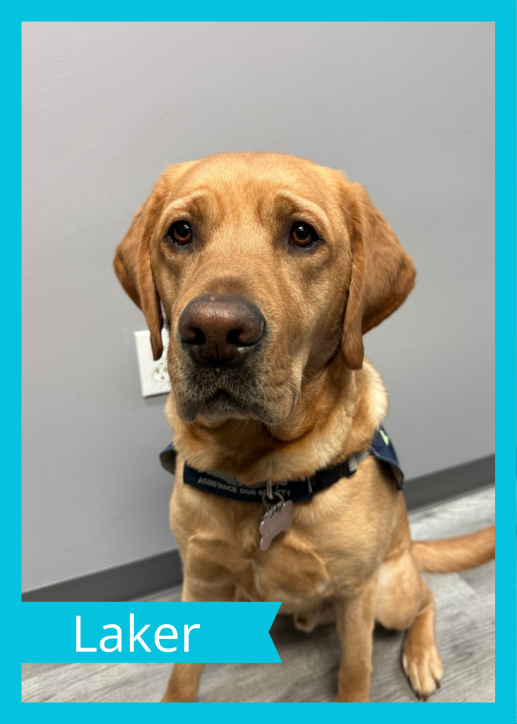 Laker — Dogs With Wings assistance dog in training