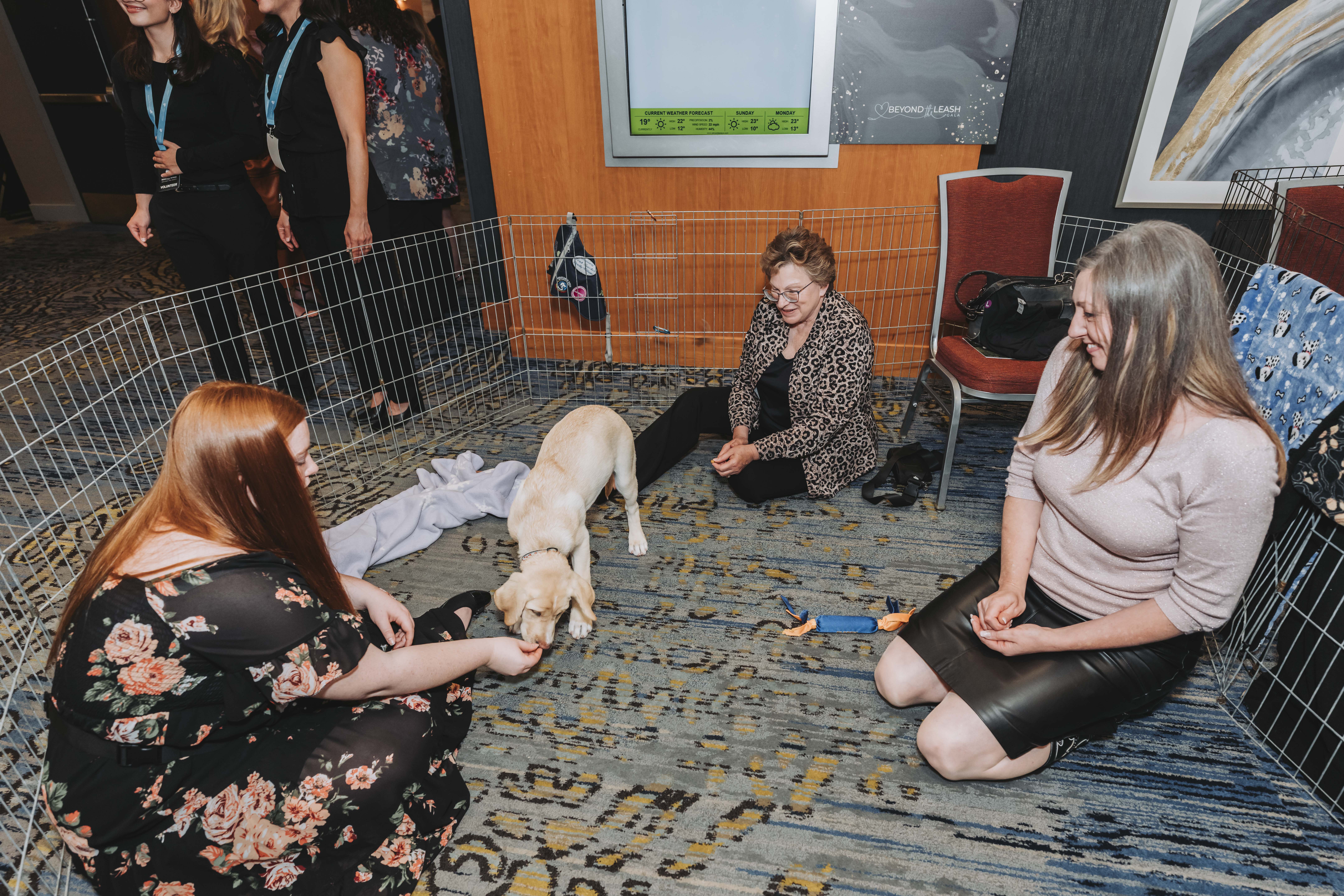Guests meeting a cream puppy inside the puppy playground