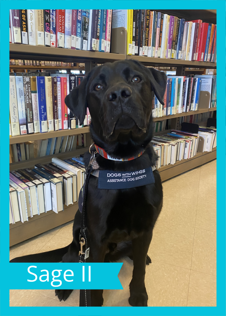 Sage II — Dogs With Wings assistance dog in training