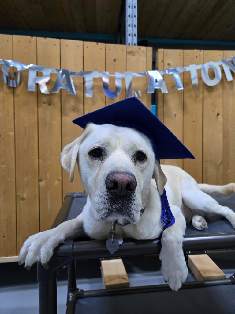 A Dogs With Wings yellow Labrador wearing a graduation cap at a training milestone celebration