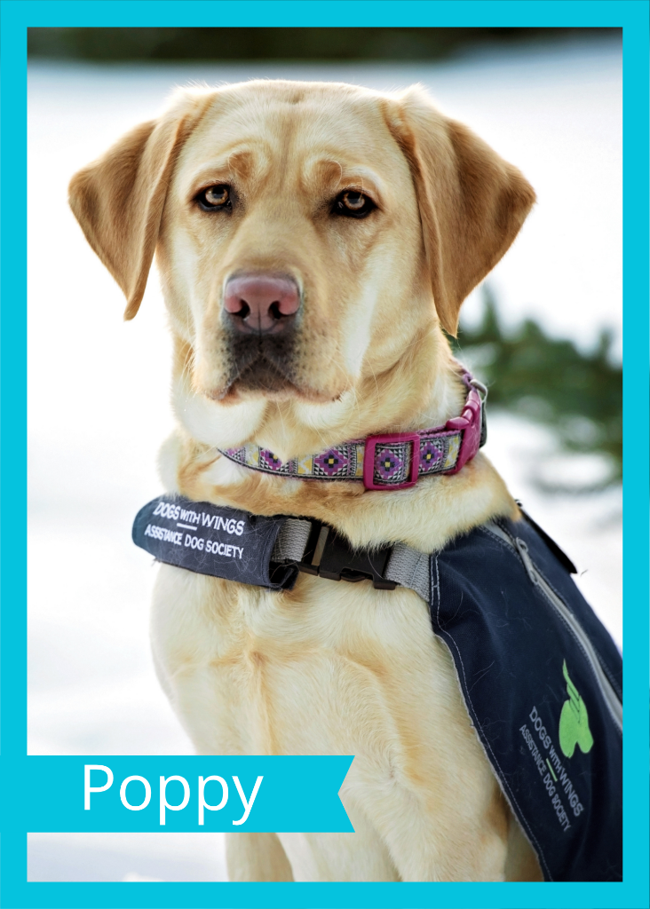 Poppy — Dogs With Wings assistance dog in training