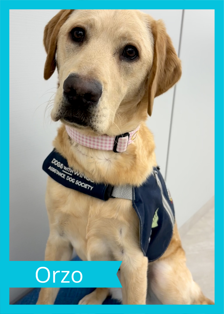 Orzo — Dogs With Wings assistance dog in training