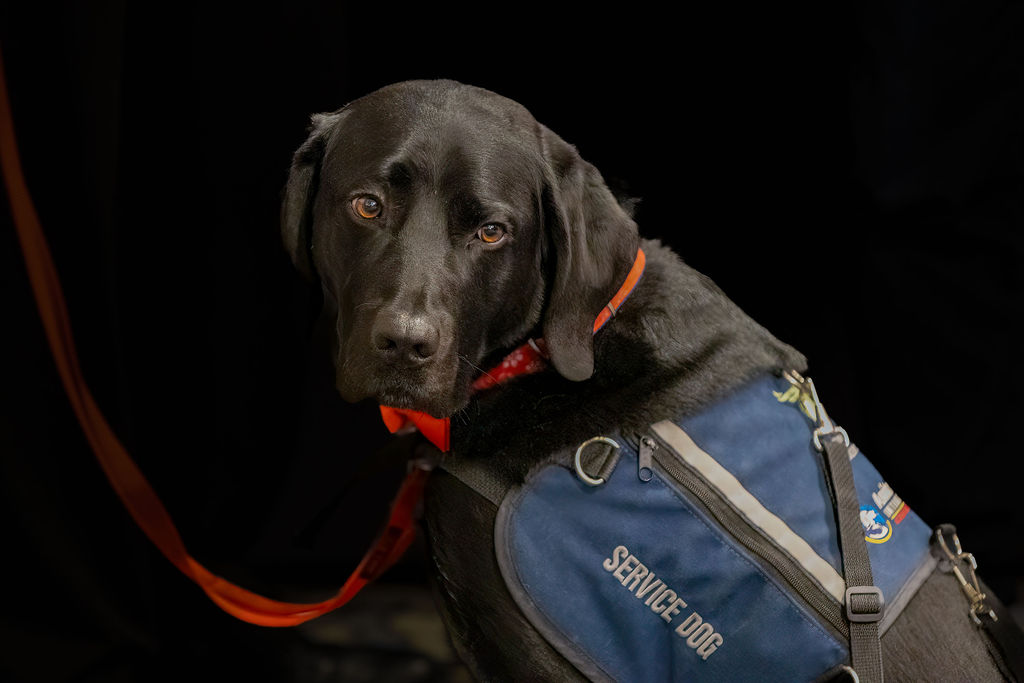 A black Labrador wearing a navy service dog vest and bright orange collar looks at the camera against a dark background