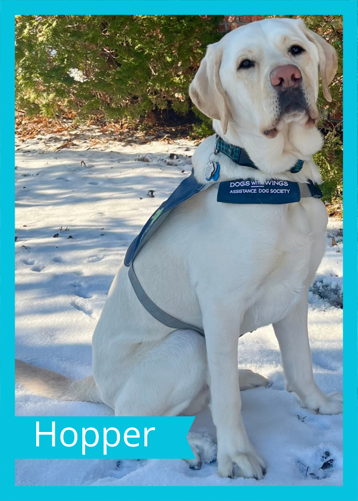 Hopper — Dogs With Wings assistance dog in training