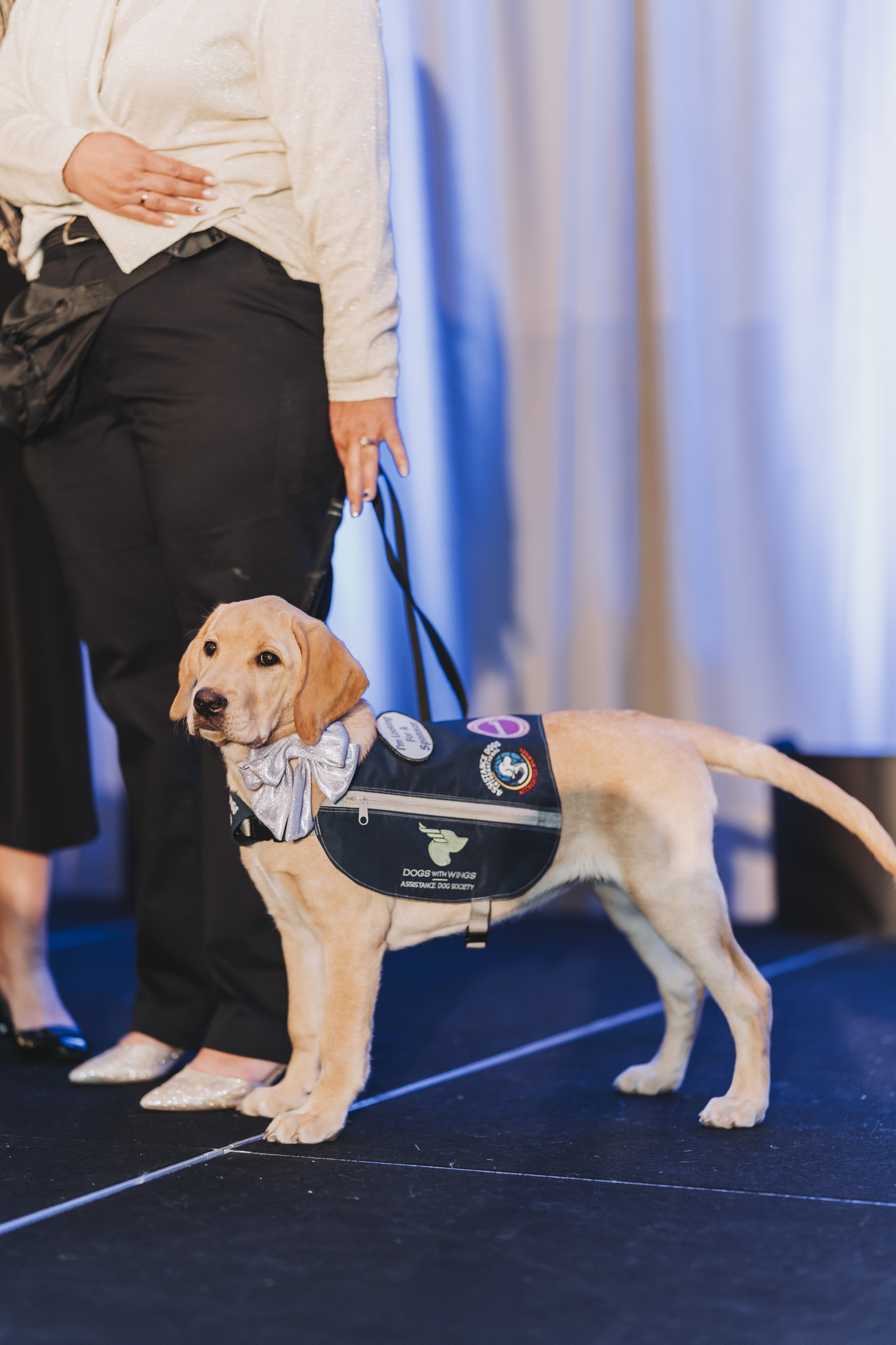 A yellow Labrador puppy in an assistance dog vest and silver bowtie on stage