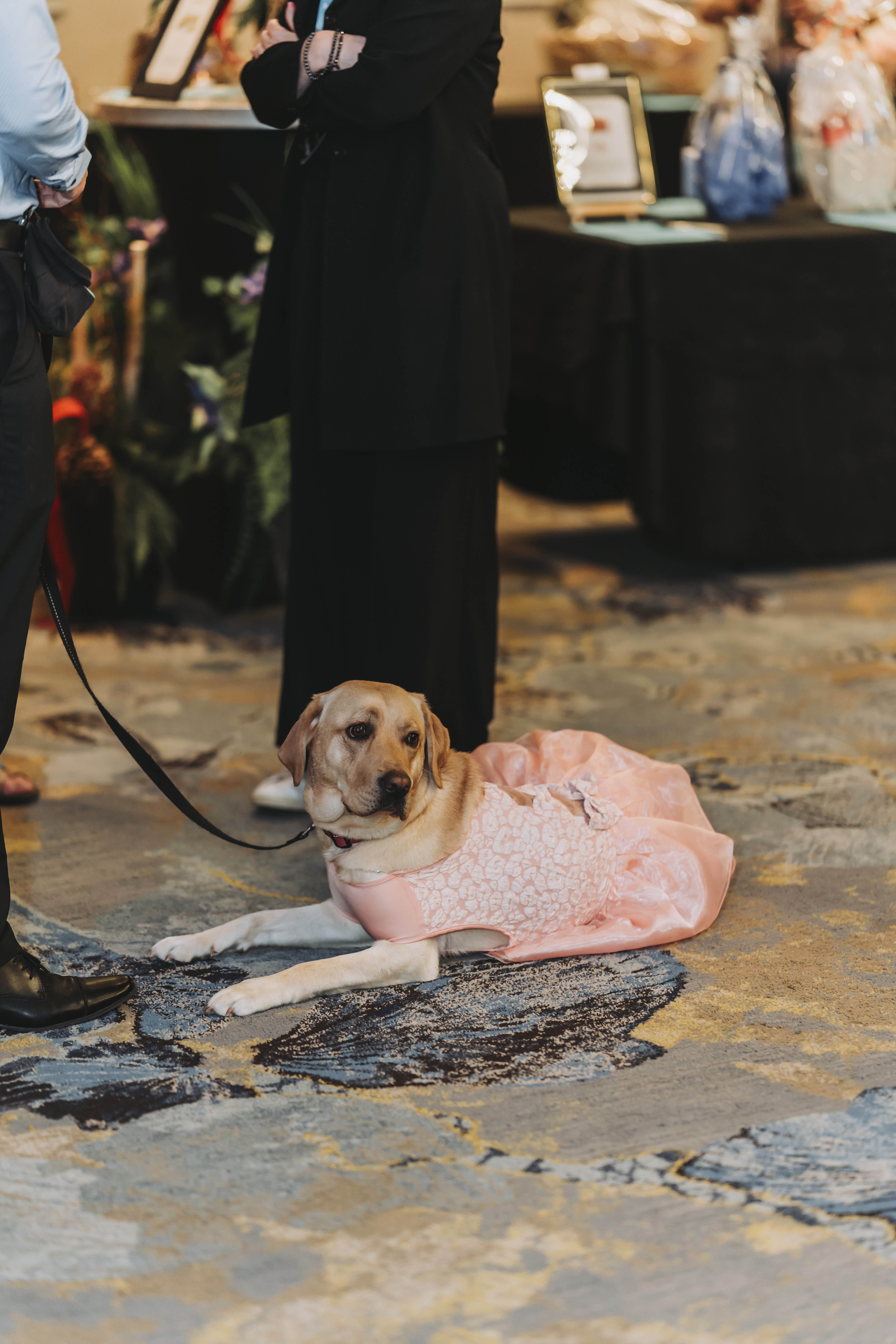 A yellow Labrador in a pink dress lying on the ballroom carpet