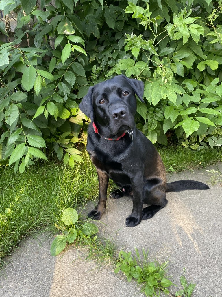 Sage, a black Labrador Retriever