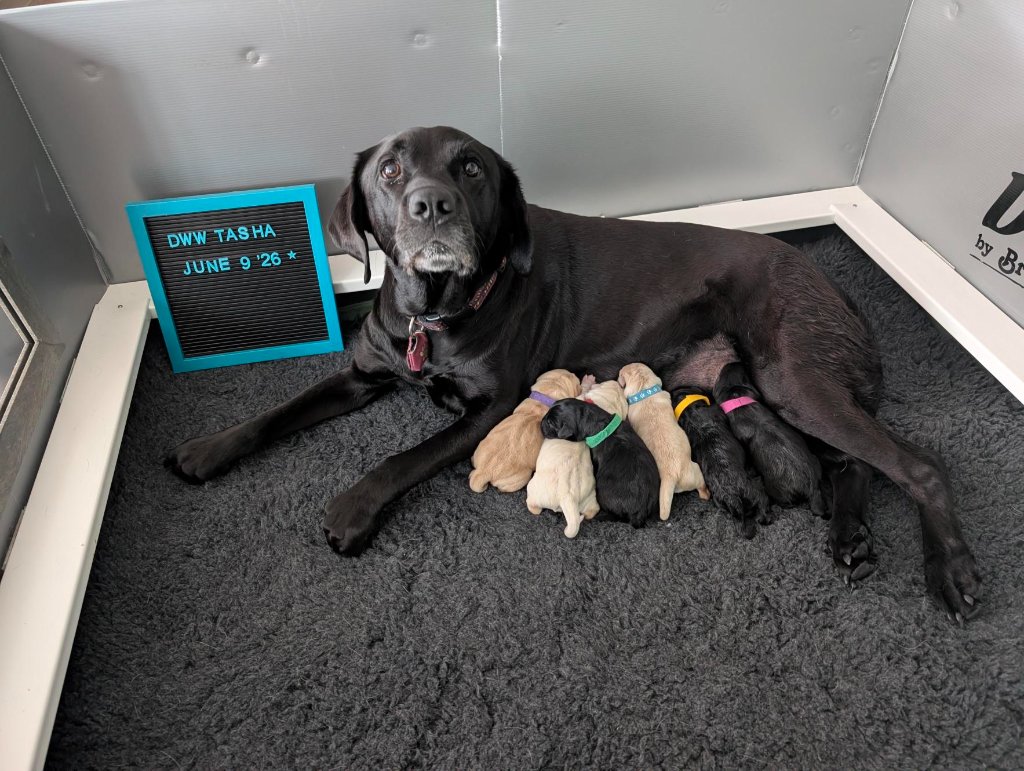 DWW Tasha with her newborn litter of puppies, June 9 2026
