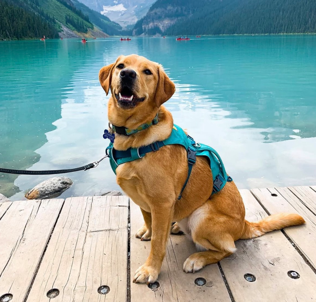 A golden-furred career-change dog wearing a teal harness sits happily on a wooden dock overlooking a turquoise mountain lake