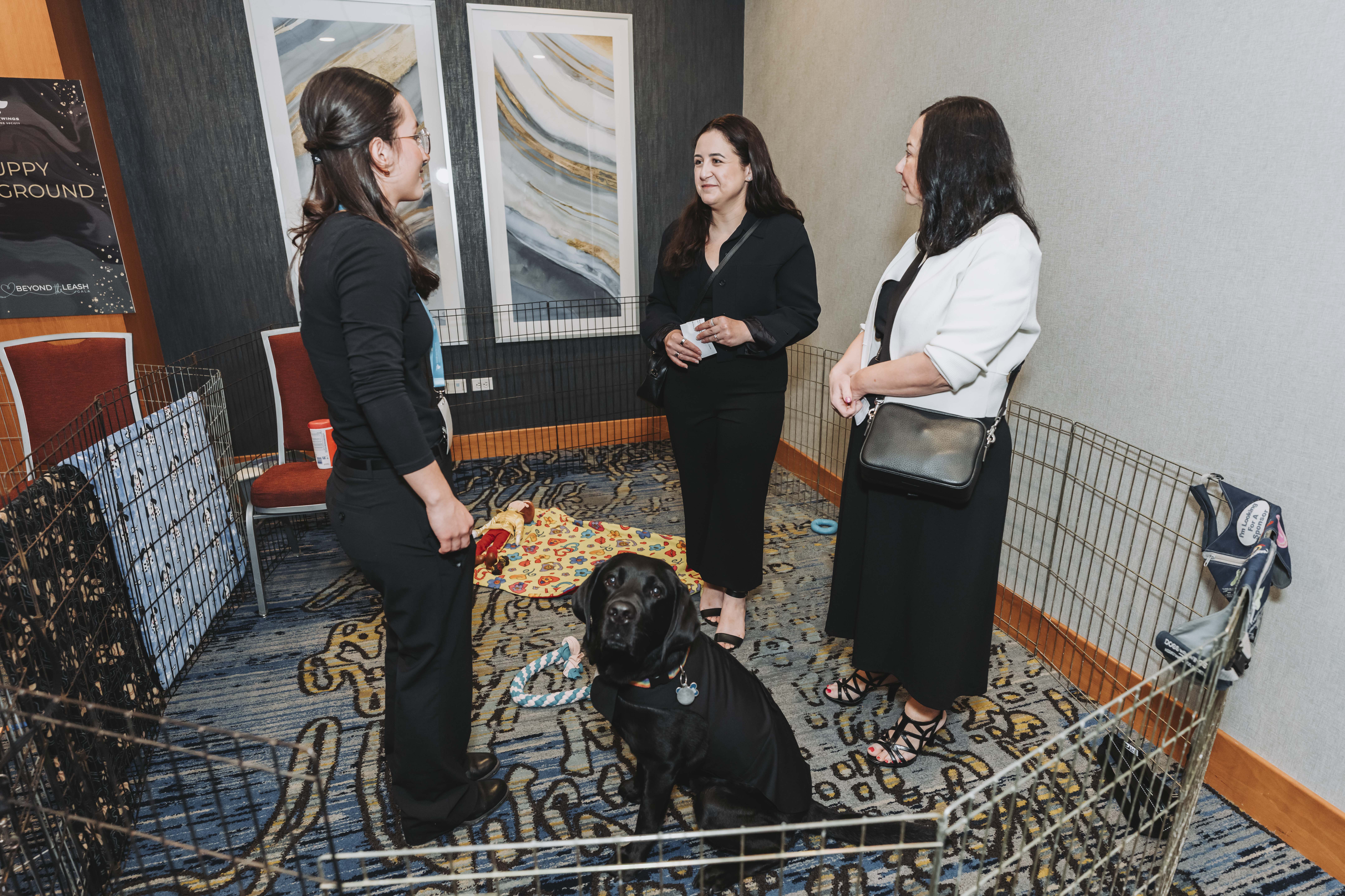 Guests visiting with a black Labrador in the puppy playground